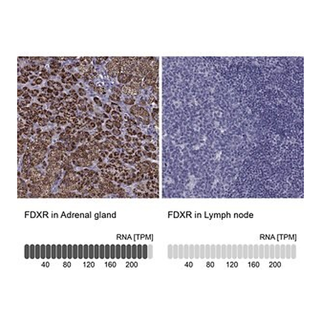 Merck Anti-FDXR antibody produced in rabbit