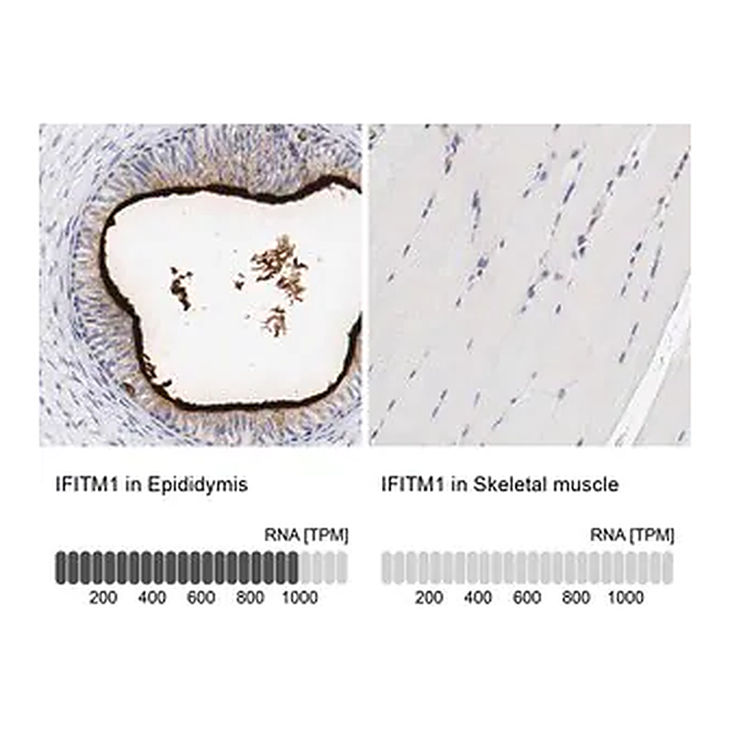 Merck Anti-IFITM1 antibody produced in rabbit