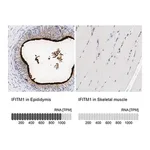 Merck Anti-IFITM1 antibody produced in rabbit