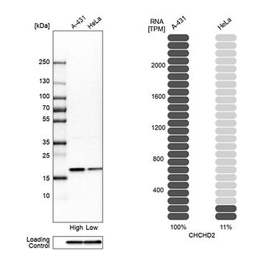 Merck Anti-CHCHD2 antibody produced in rabbit