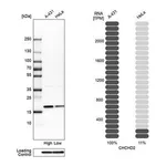 Merck Anti-CHCHD2 antibody produced in rabbit