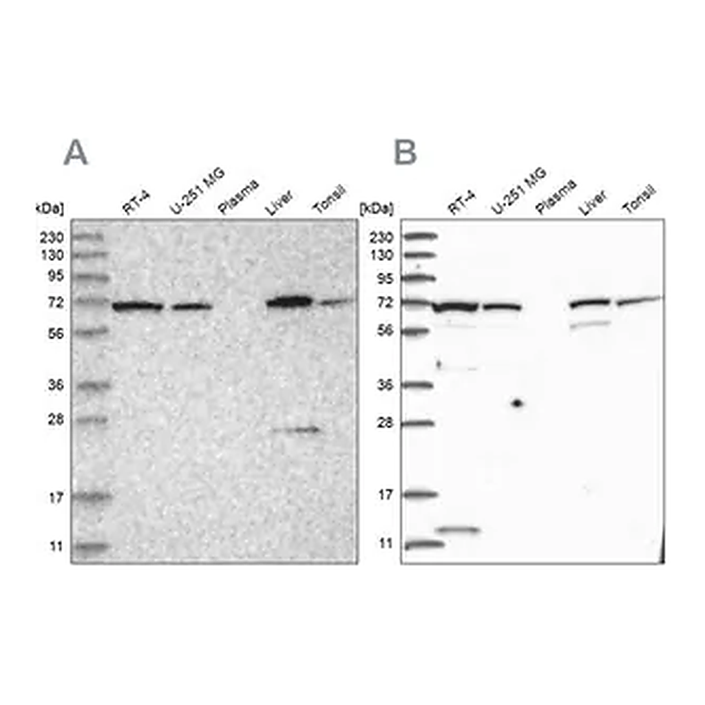 Merck Anti-RNPEP antibody produced in rabbit