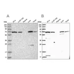 Merck Anti-RNPEP antibody produced in rabbit