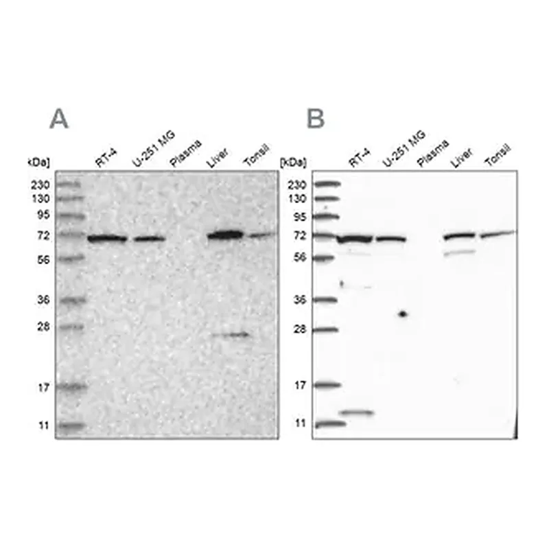 Merck Anti-RNPEP antibody produced in rabbit