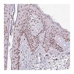 Merck Anti-RARG antibody produced in rabbit