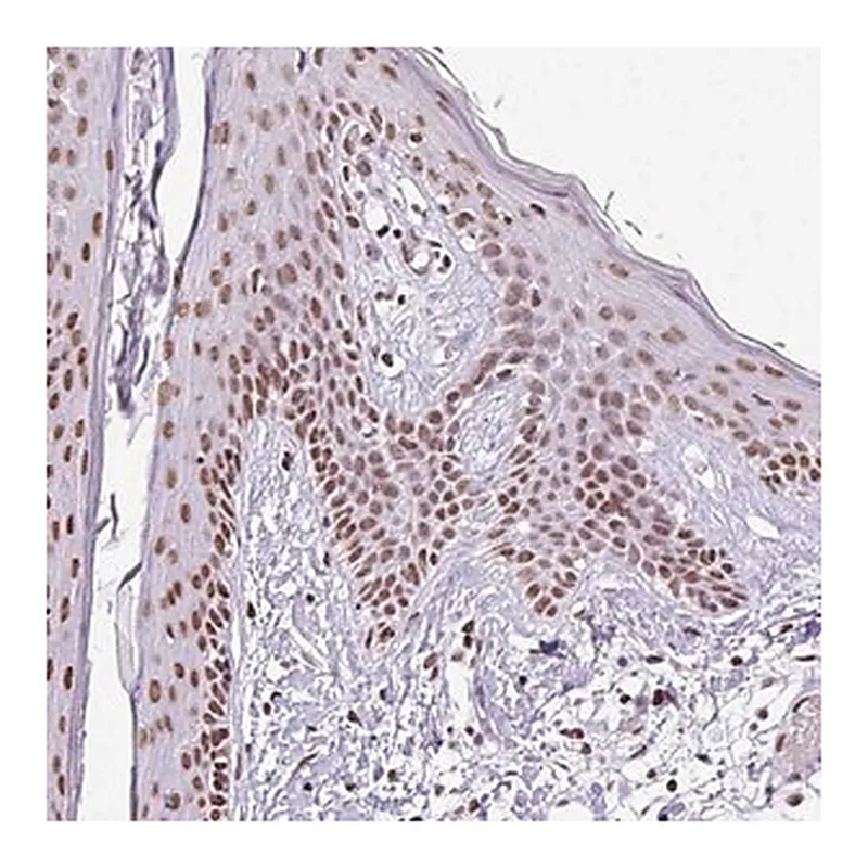 Merck Anti-RARG antibody produced in rabbit