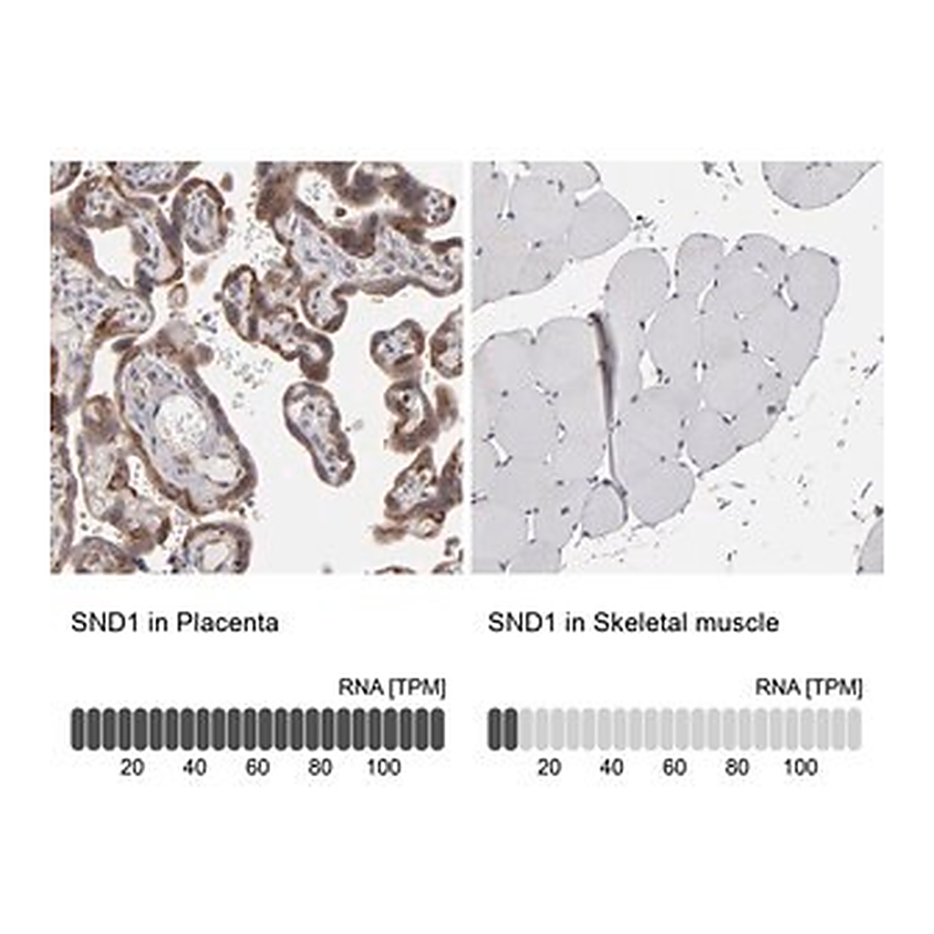 Merck Anti-SND1 antibody produced in rabbit