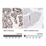 Merck Anti-SND1 antibody produced in rabbit