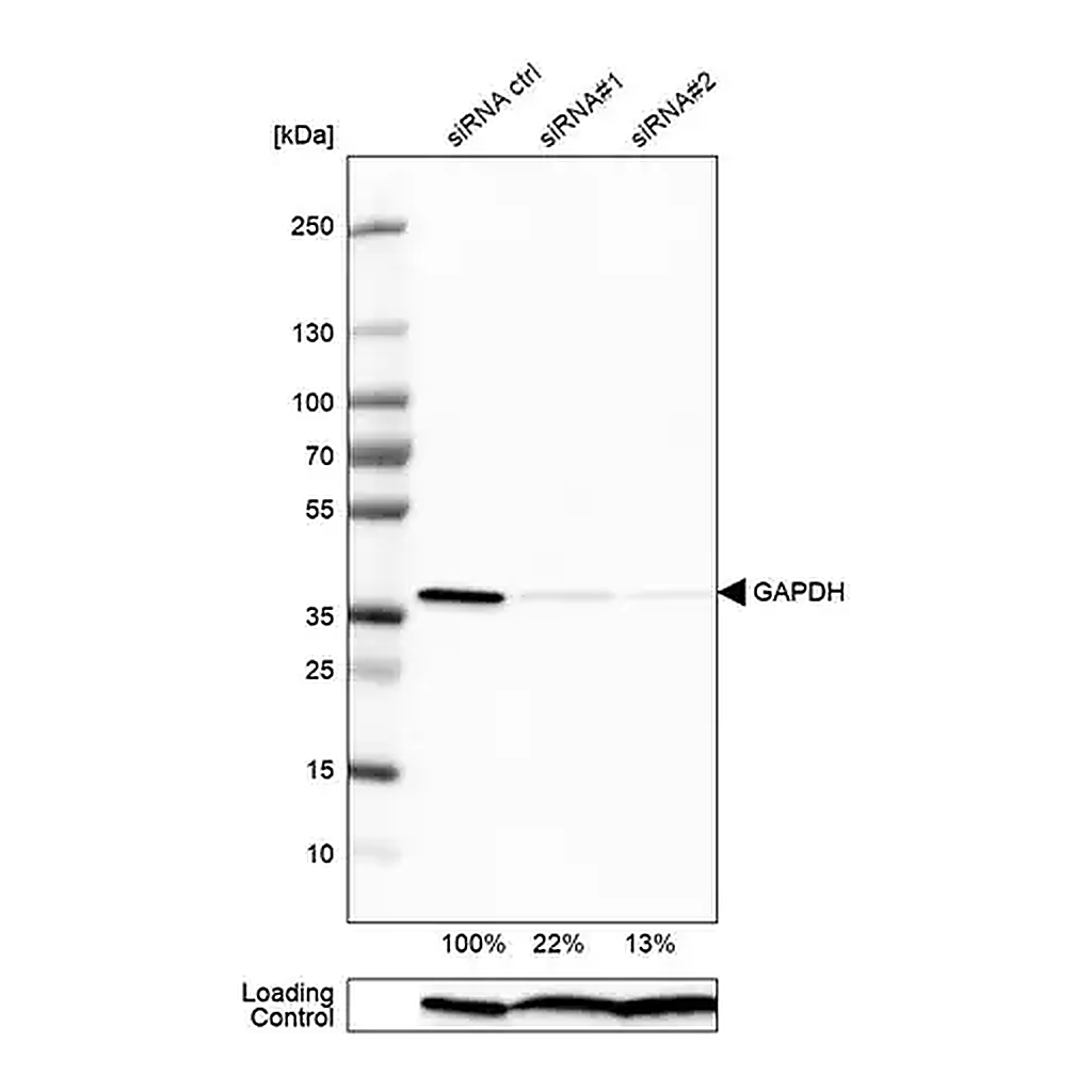 Merck Anti-GAPDH antibody produced in rabbit
