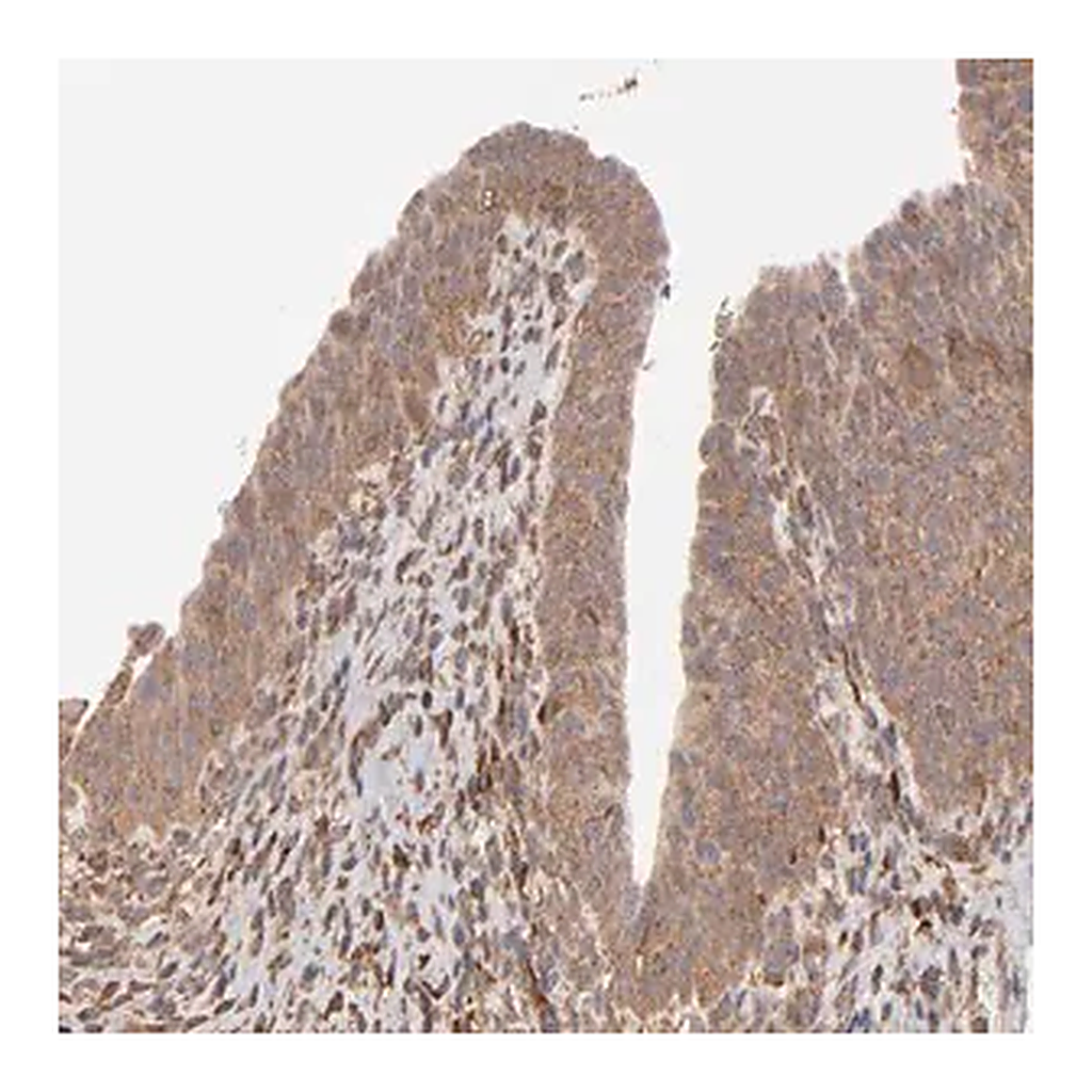 Merck Anti-MMP2 antibody produced in rabbit