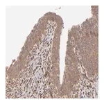 Merck Anti-MMP2 antibody produced in rabbit