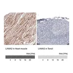 Merck Monoclonal Anti-LAMA2 antibody produced in mouse
