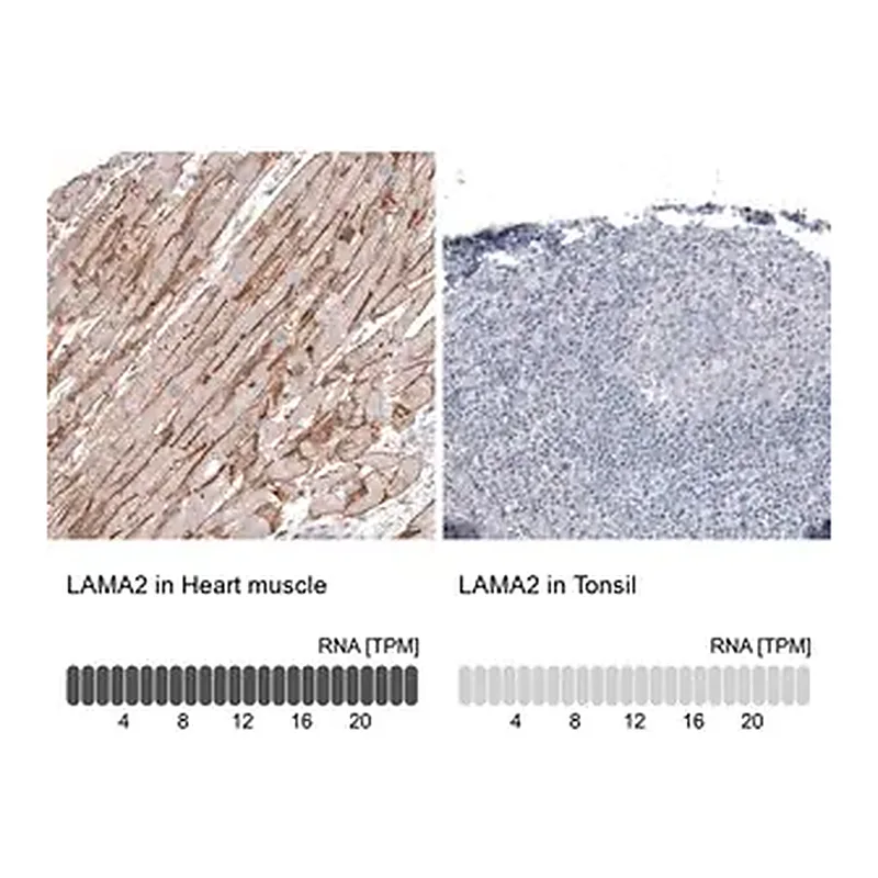 Merck Monoclonal Anti-LAMA2 antibody produced in mouse