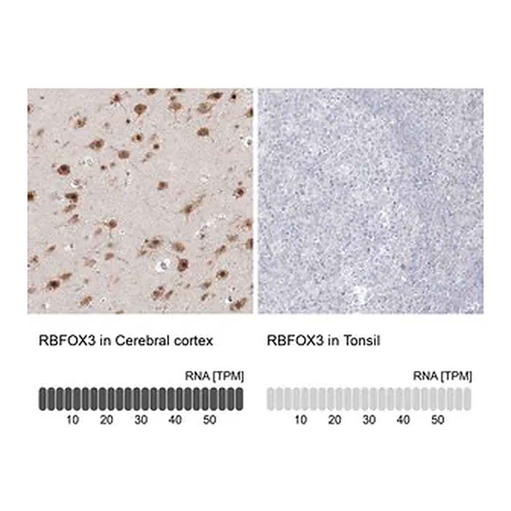 Merck Anti-RBFOX3 antibody produced in rabbit