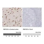 Merck Anti-RBFOX3 antibody produced in rabbit