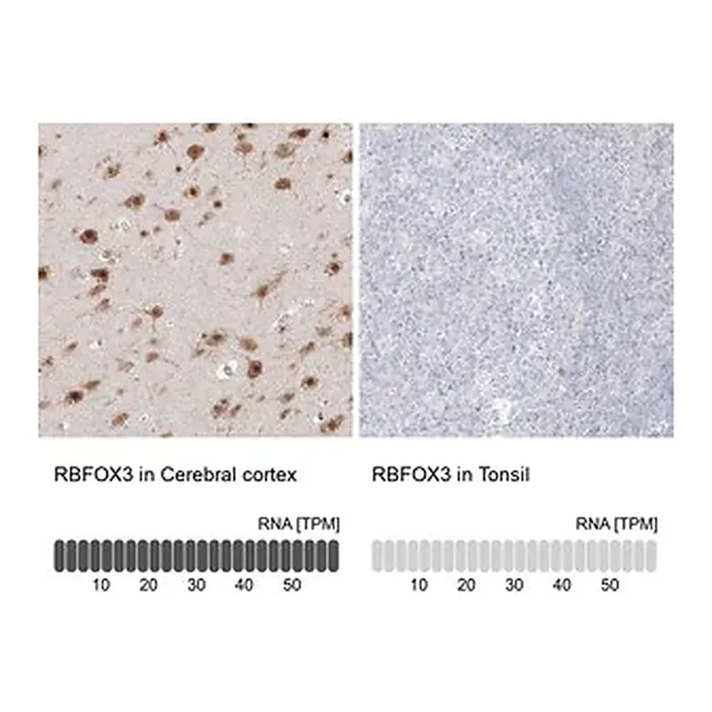 Merck Anti-RBFOX3 antibody produced in rabbit