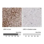 Merck Anti-LRG1 antibody produced in rabbit