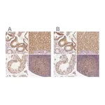 Merck Anti-PGAM5 antibody produced in rabbit
