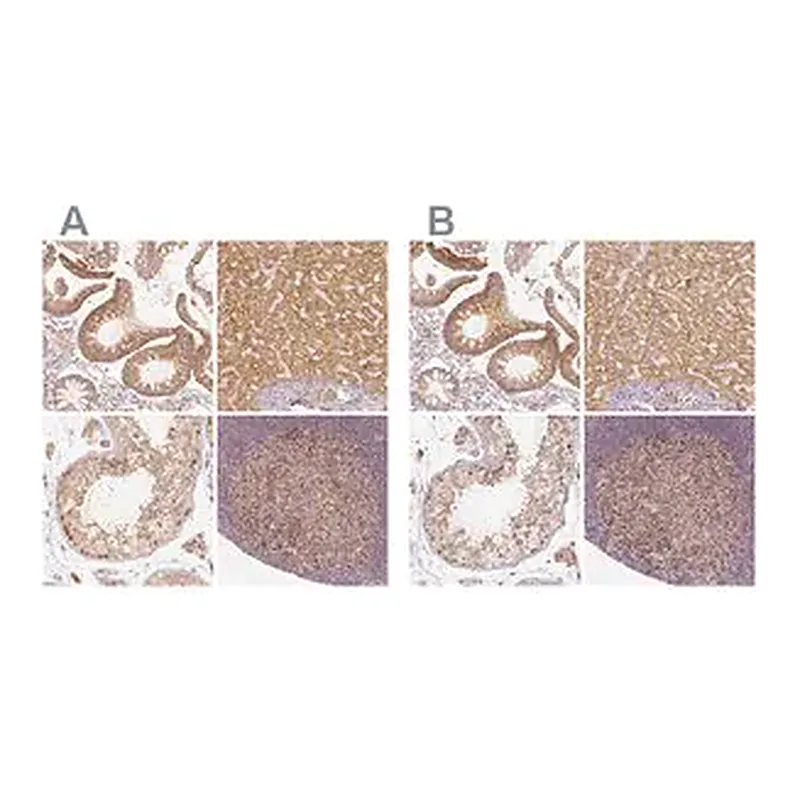 Merck Anti-PGAM5 antibody produced in rabbit