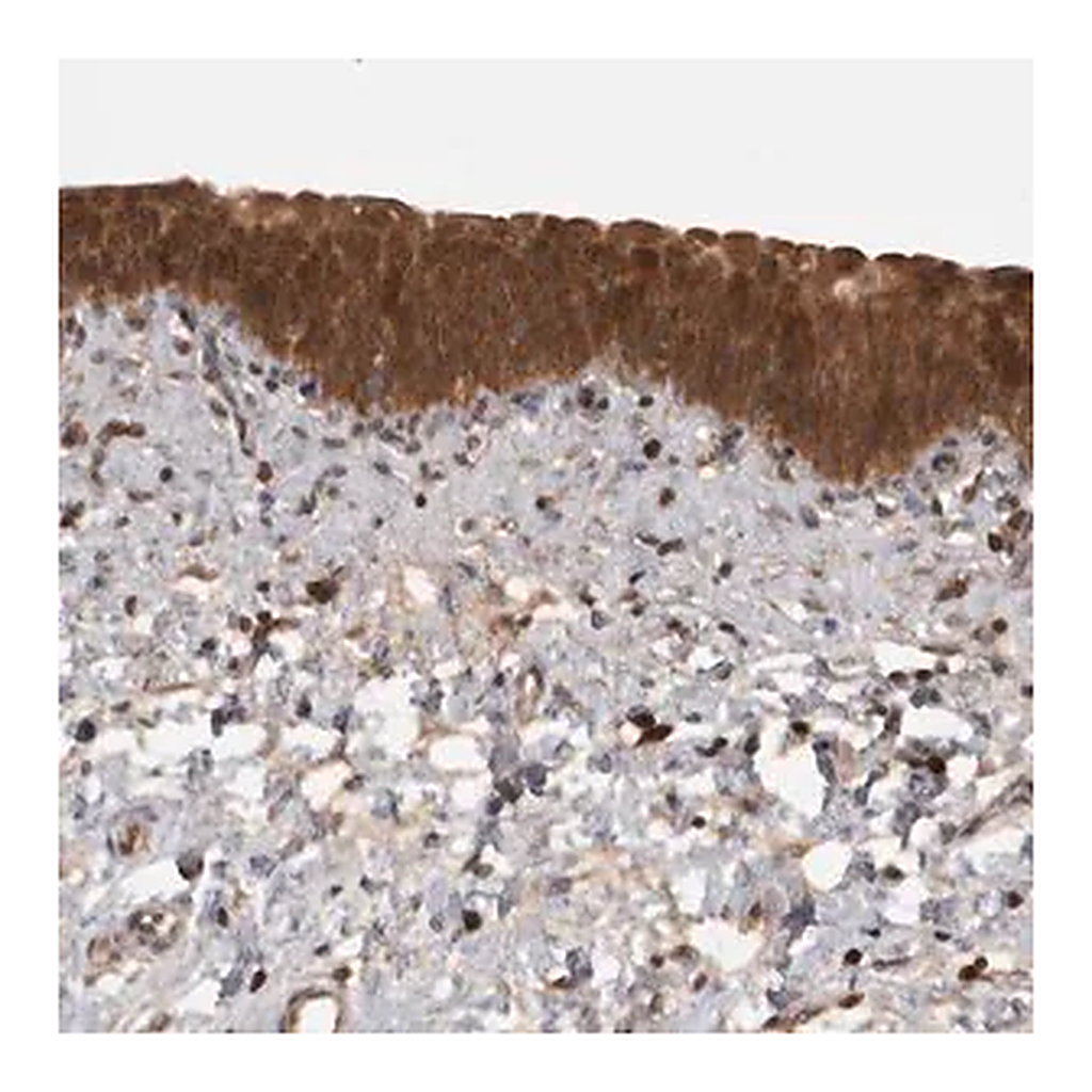 Merck Anti-MICU3 antibody produced in rabbit