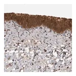 Merck Anti-MICU3 antibody produced in rabbit