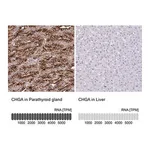 Merck Anti-CHGA antibody produced in rabbit