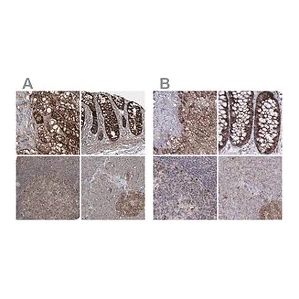 Merck Anti-GRSF1 antibody produced in rabbit