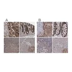 Merck Anti-GRSF1 antibody produced in rabbit