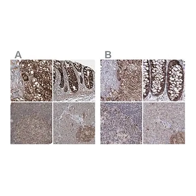 Merck Anti-GRSF1 antibody produced in rabbit