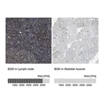 Merck Anti-B2M antibody produced in rabbit