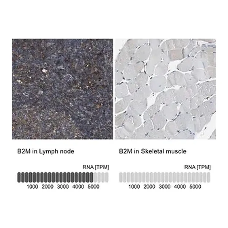 Merck Anti-B2M antibody produced in rabbit