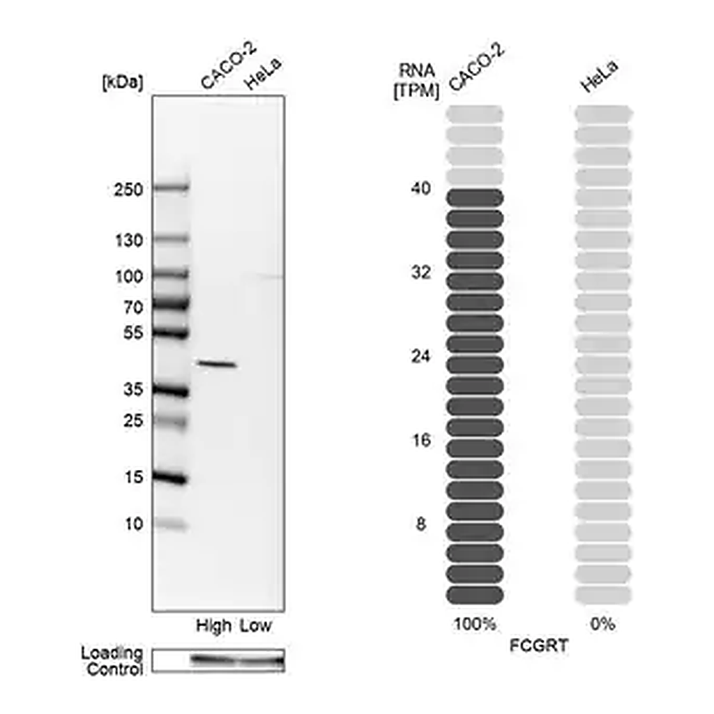 Merck Anti-FCGRT antibody produced in rabbit