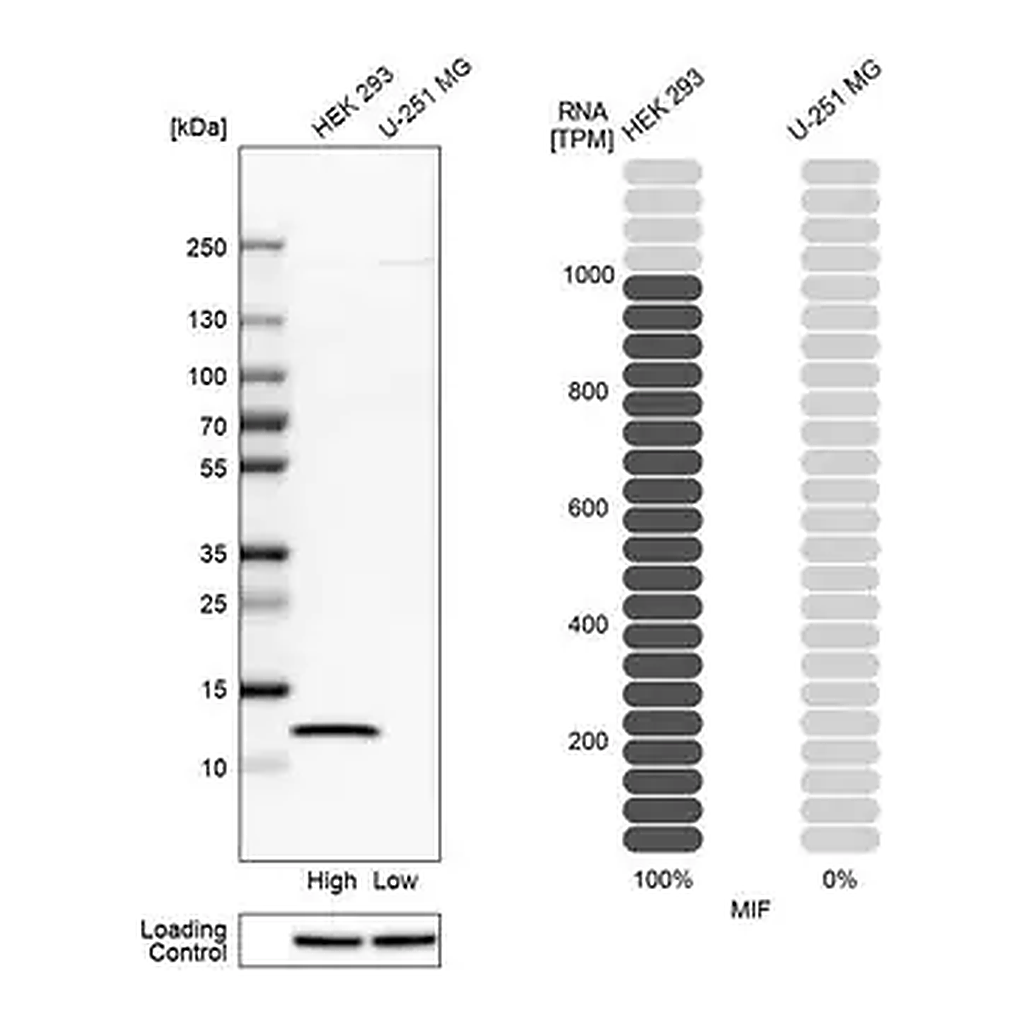 Merck Anti-MIF antibody produced in rabbit