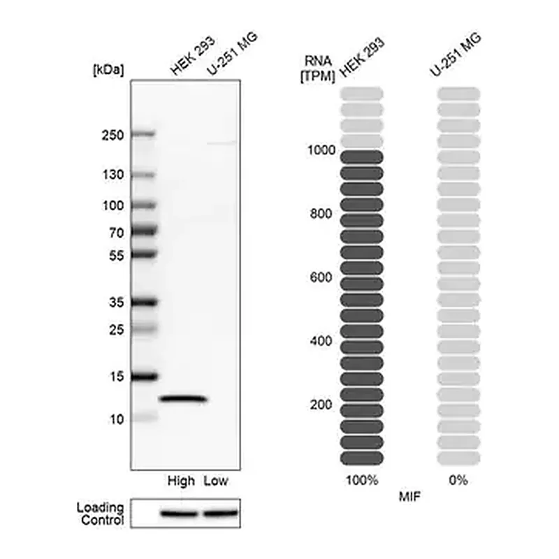 Merck Anti-MIF antibody produced in rabbit