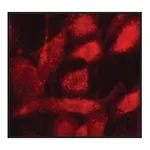 Merck Anti-PMP70 antibody produced in rabbit