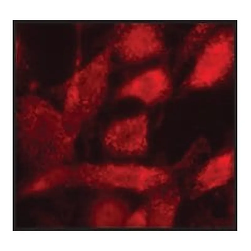 Merck Anti-PMP70 antibody produced in rabbit