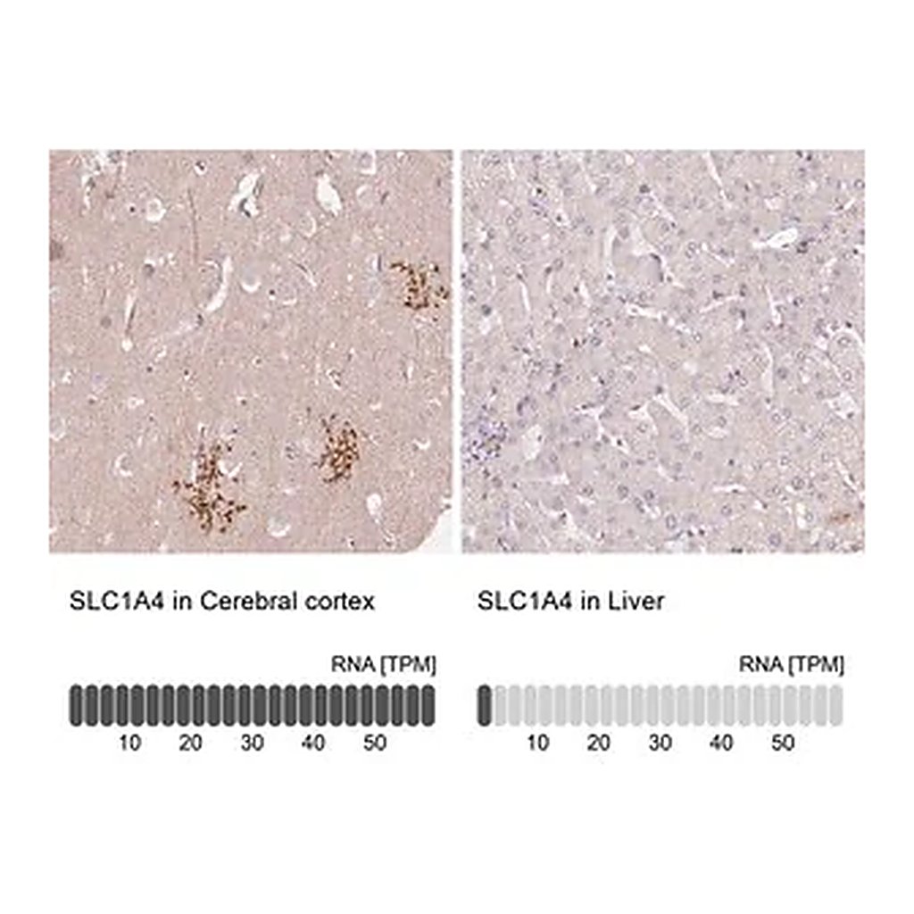Merck Anti-SLC1A4 antibody produced in rabbit