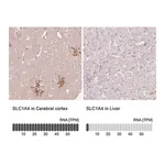 Merck Anti-SLC1A4 antibody produced in rabbit