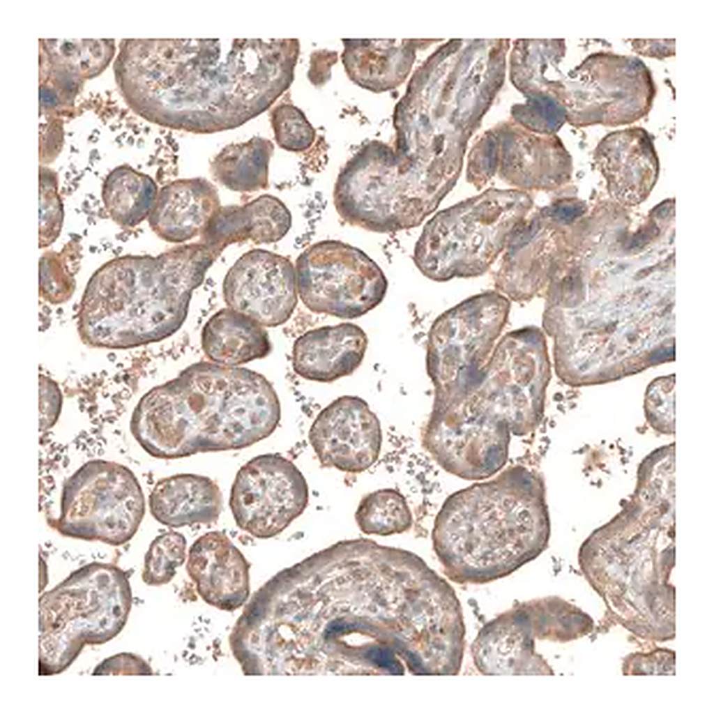 Merck Anti-CSF1R antibody produced in rabbit