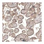 Merck Anti-CSF1R antibody produced in rabbit