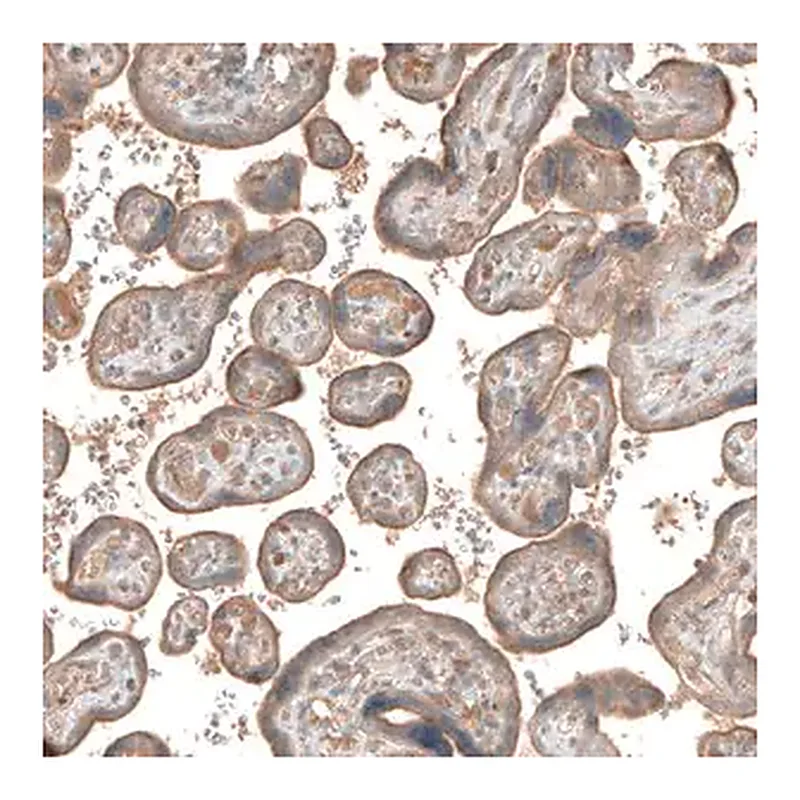 Merck Anti-CSF1R antibody produced in rabbit