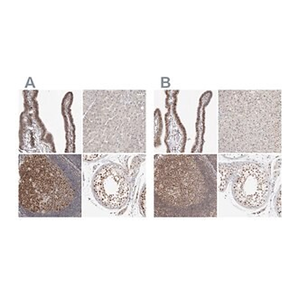 Merck Anti-MSH6 antibody produced in rabbit