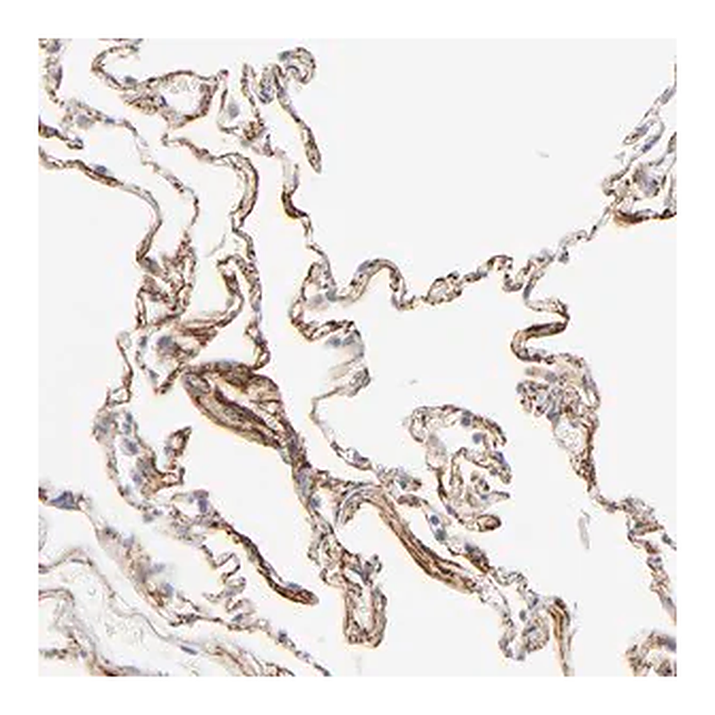 Merck Anti-LTBP2 antibody produced in rabbit