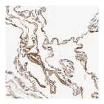 Merck Anti-LTBP2 antibody produced in rabbit