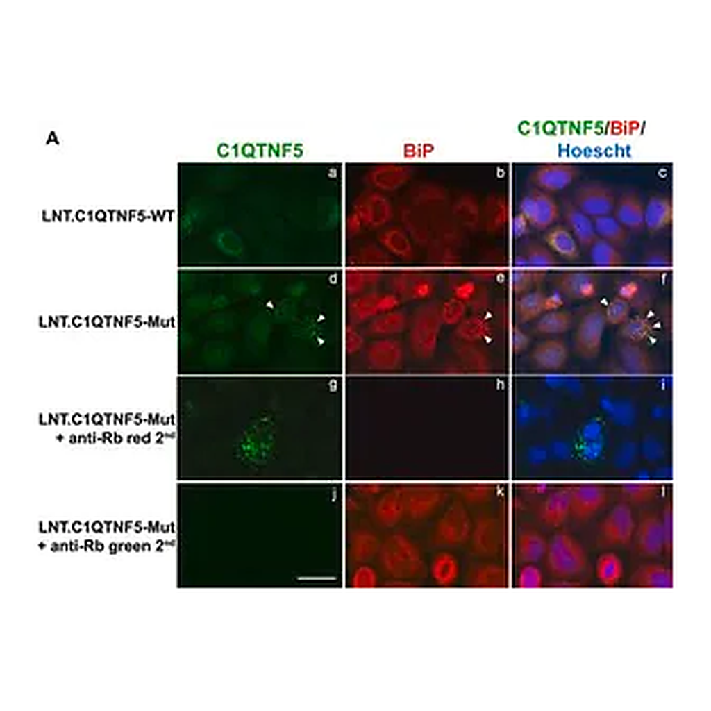 Merck Anti-GRP78/BiP (GL-19) antibody produced in rabbit