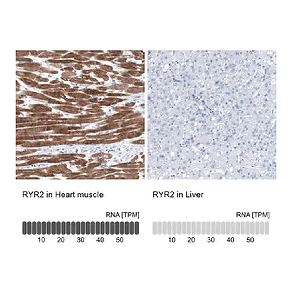 Merck Anti-RYR2 antibody produced in rabbit
