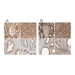 Merck Anti-ATP5B antibody produced in rabbit