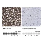 Merck Anti-AASS antibody produced in rabbit