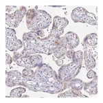 Merck Anti-SLC38A9 antibody produced in rabbit