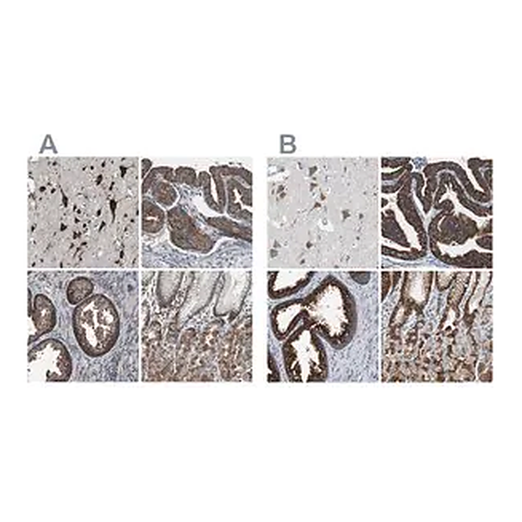 Merck Anti-USP10 antibody produced in rabbit